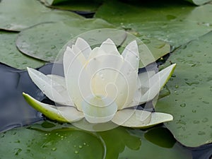 White color water lilies creative concept and living areas in the lake