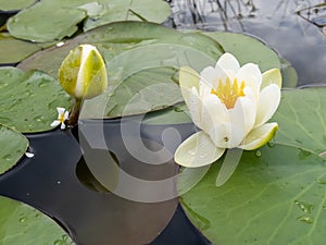 White color water lilies creative concept and living areas in the lake