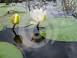 White color water lilies creative concept and living areas in the lake