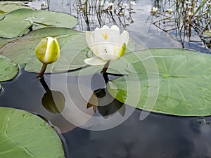 White color water lilies creative concept and living areas in the lake