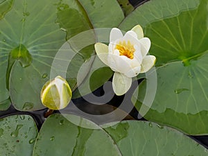 White color water lilies creative concept and living areas in the lake