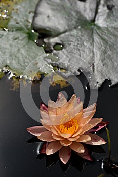 champagne gold color water lily