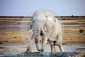 White-colored African elephant, Loxodonta africana, from travertine soil, Etosha National Park