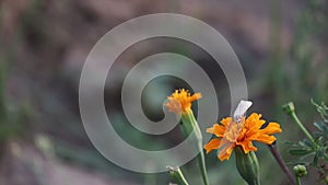 White colored butterfly drinking juice from native marigold flower