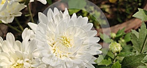 White colored chrysanthemum flowers in the earthen pot or tub on the garden in close up.