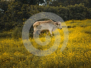 A white colored cow Standing a field of grass and yellow flowers