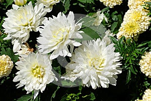 White colored Dahlia Red Fox Mayo, Mainau Island, Germany