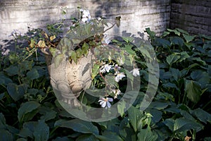 White colored double flowered Begonia at full bloom in an urban garden