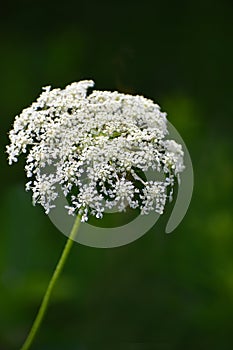 White colored flowering plant in sunshine daylight in a large meadow during summer