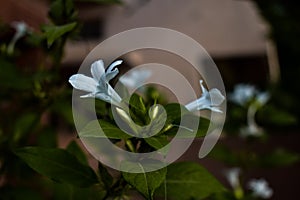 White colored jasmine flower in focus with all green leaves around