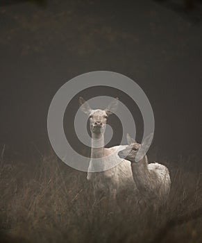 White colored red deer, Cervus elaphus, female and fawn standing in the early morning fog. Jaegersborg Dyrehave, the photo