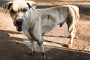 The white-colored stray old dog in the park can become ferocious, and if bitten, it can lead to mad poisoning. The poor white stra