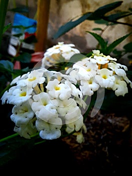 White colored tropical Lantanas flower