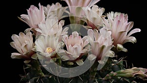 White Colorful Flower Timelapse of Blooming Cactus Opening