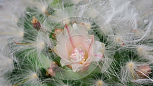 White Colorful Flower Timelapse of Blooming Cactus Opening