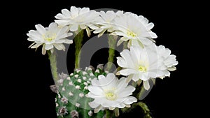 White Colorful Flower Timelapse of Blooming Cactus Opening