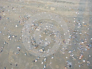 White and Colorful Sea Shells on Beach with Grey Sand