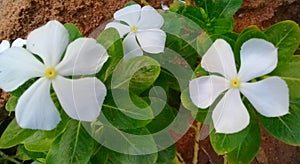 White colour peri winkle flower in the garden