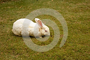 White colour rabbit feeding on grass in a lawn