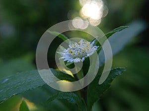 A whIte Coloured flower of Eclipta Alba plant. Itâ€™s also known as Bhringraj and false daisy