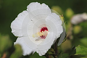 White coloured, hibiscus blossom in detail in hibiscus shrub