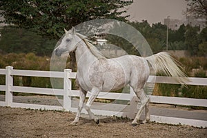 White coloured purebred andalusian horse with long mane