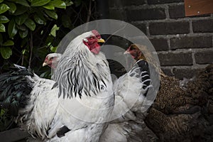 A white Columbia Brahma rooster with his hens.