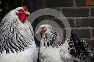 A white Columbia Brahma rooster with his hens.