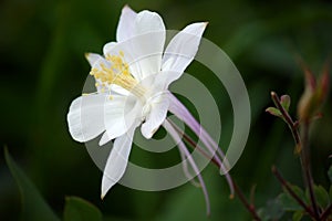 White Columbine Flower (Aquilegia)