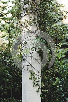 White column in garden wrapped with  rambler roses