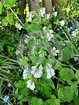 White Comfrey, Symphytum orientale, Norfolk, England, UK photo