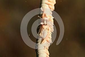 White commensal shrimp Dasycaris zanzibarica photo