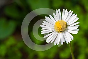 White common daisy bellis perennis against green background