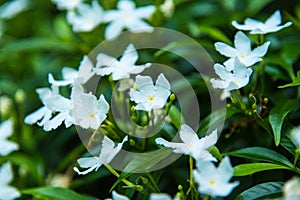 White common gardenia flower in front of blurred flowers