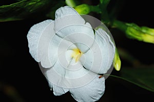 White Common Gardenias or Cape Jasmine Flowers