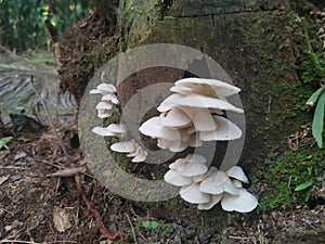 White Common Gilled fungi sprouting from the palm tree`s trunk