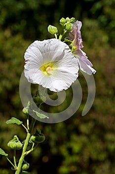 A white Common hollyhock