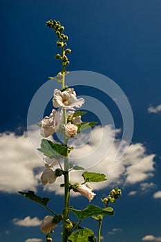 White Common Hollyhock