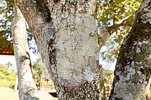 White Common Lichens on a Tree Trunk