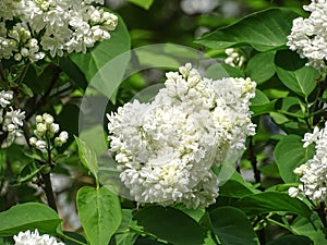 White common lilac in the spring. Syringa vulgaris