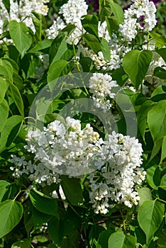 White common lilac, syringa vulgaris, L.â€™Mate Ede Upitis