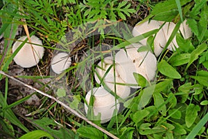 White Common Puffball mushrooms (Lycoperdon perlatum), warted puffball, mushroom, fungus, fungi, wildlife, food