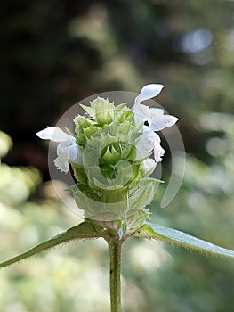 White common selfheal (Prunella vulgaris)