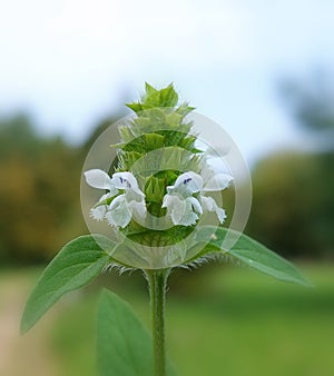 White common selfheal (Prunella vulgaris)