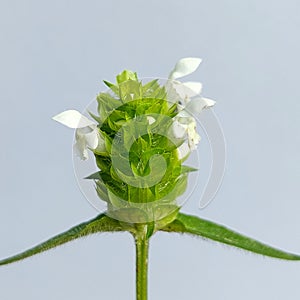 White common selfheal (Prunella vulgaris) photo