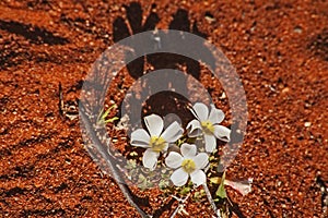 White Common Woodsorrel (Oxalis pulchella) 11594