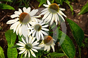 White cone flower, echinacea purpurea alba