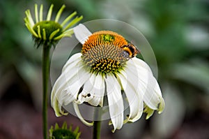 White coneflower with bee on it