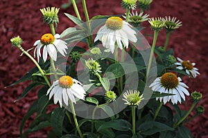 White coneflower with green stems and leaves