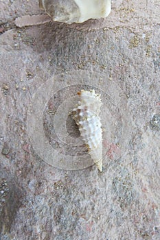 White conical seashell on stone. Small pointed conch with sharp protrusions spiraling around the shell.